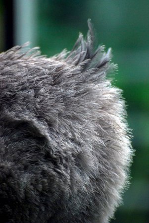 Téléchargez les photos : Oiseau bec-de-chaussure africain. détails plumes - en image libre de droit