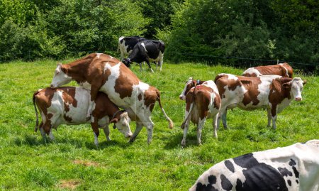 Foto de Una vaca en celo encima de otra en un pasto - Imagen libre de derechos