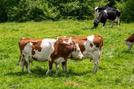 Kühe weiden auf einem Feld in Frankreich