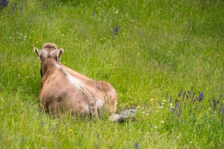 Téléchargez les photos : Jeune vache relaing couché dans la prairie - en image libre de droit