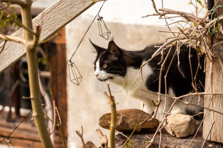 Téléchargez les photos : Chat coon du Maine sur un vieux mur de pierre dans une ferme en Suisse - en image libre de droit