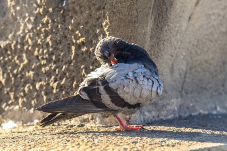 Téléchargez les photos : Pigeon sur un mur de béton qui se gratte le dos - en image libre de droit