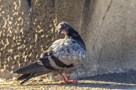 Téléchargez les photos : Pigeon sur un mur de béton qui se gratte le dos - en image libre de droit