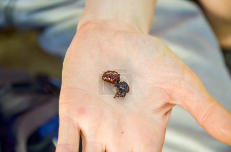 Téléchargez les photos : Typique fourmi mangeable en Colombie connu sous le nom de l'hormiga culona. Une délicatesse pour les locaux - en image libre de droit