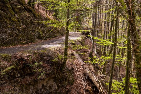Téléchargez les photos : Sentier dans une forêt de montagne en Suisse - en image libre de droit