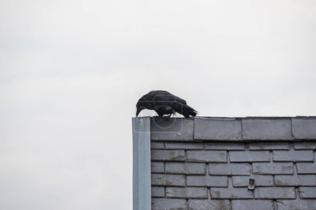 Foto de Un cuervo en la parte superior de un techo de azulejos de piedra en invierno - Imagen libre de derechos
