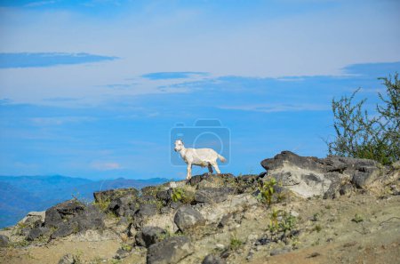 Téléchargez les photos : Chèvre blanche sur le sommet de la montagne sur un fond - en image libre de droit