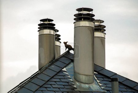 Téléchargez les photos : Écureuil sur un toit entouré de tuyaux de cheminée - en image libre de droit