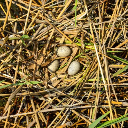 Téléchargez les photos : Œufs dans un nid d'oiseaux au bord du lac - en image libre de droit