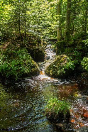 Téléchargez les photos : Beau ruisseau d'eau dans la forêt - en image libre de droit
