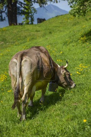 Foto de Vaca pastando en el prado suizo junto a un lago - Imagen libre de derechos
