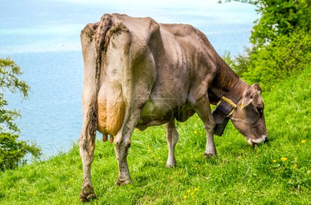 Foto de Vaca pastando en el prado suizo junto a un lago - Imagen libre de derechos