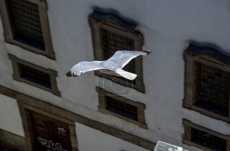Téléchargez les photos : Mouette blanche survolant les toits du porto - en image libre de droit