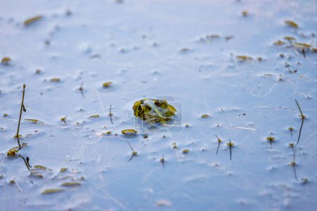 Photo for Frog in the pond - Royalty Free Image