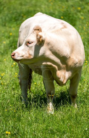 Foto de Vaca blanca en un campo francés - Imagen libre de derechos