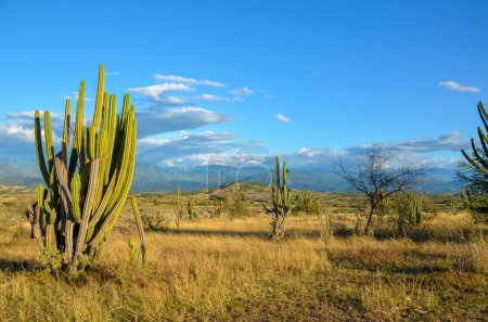 Téléchargez les photos : Cactus sur une plaine dans le désert de tatacoa en colombie - en image libre de droit
