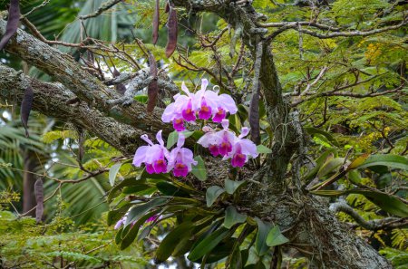 Foto de Hermosas orquídeas botánicas, la flor nacional de Colombia - Imagen libre de derechos