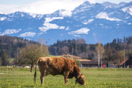 Foto de Una vaca pastando en el pasto con los alpes en el fondo - Imagen libre de derechos