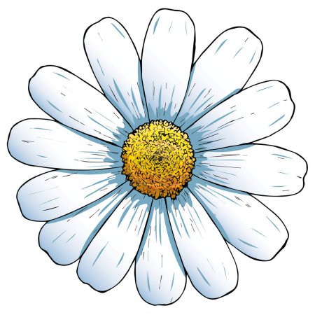 Ilustración de Ilustración de una margarita con fondo blanco - Imagen libre de derechos