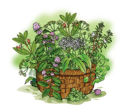 Ilustración de Una canasta llena de hierbas y flores - Imagen libre de derechos