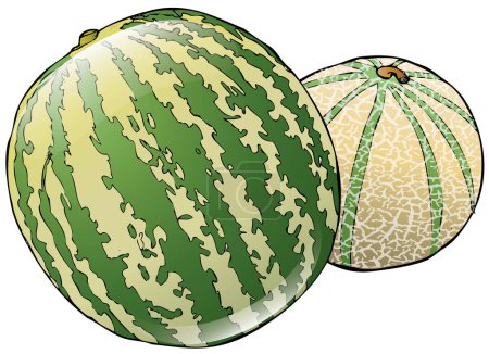 Téléchargez les illustrations : Illustration vectorielle pastèque et melon sur fond blanc - en licence libre de droit