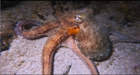 Photo for Octopus Mediterranean,photo is taken on Ibiza in the front of Cala Conta beach.It is a night underwater photo.I don't eat Octopus - Royalty Free Image