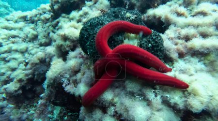 Photo for Sea Star She had a one night stand .Photo is taken around Sant Antonio Ibiza .Marine life photo the depth is 5 meters .A Sea Star has no brain or blood - Royalty Free Image