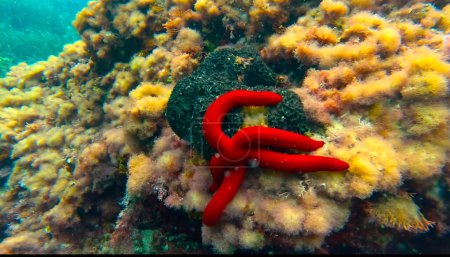 Photo for Sea Star She had a one night stand .Photo is taken around Sant Antonio Ibiza .Marine life photo the depth is 5 meters .A Sea Star has no brain or blood.They're extremely aggressive predators. - Royalty Free Image