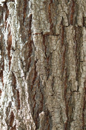 background vertical texture of pine bark