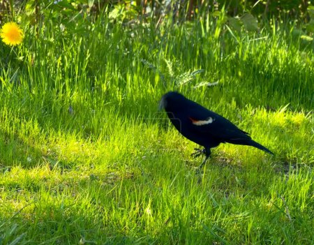 Téléchargez les photos : Oiseau noir sur herbe - en image libre de droit