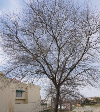 Téléchargez les photos : Belle vue sur le parc arbre de printemps - en image libre de droit