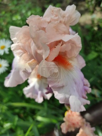 Summer tender pink orange flower iris