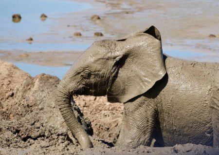Baby elephant enjoying a mud bath