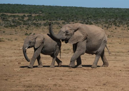 Small elephant with small just grown in tusks walking with big elephant with its trunk up
