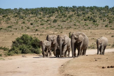 Téléchargez les photos : Troupeau d'éléphants avec petit bébé marchant - en image libre de droit