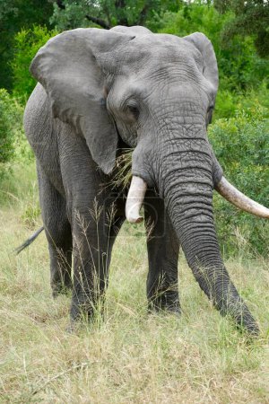 Großer Elefant steht mit Stoßzähnen im Gras, Frontansicht