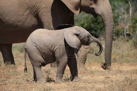 Baby elephant side profile view, swinging its trunk and playing with mama in the back