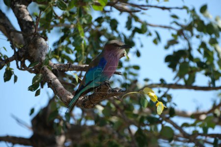 Fliederbrust-Rollvogel sitzt auf einem Ast eines Baumes mit vielen Blättern