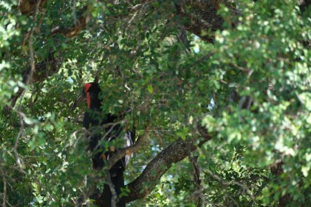 southern ground hornbill in the tree hiding
