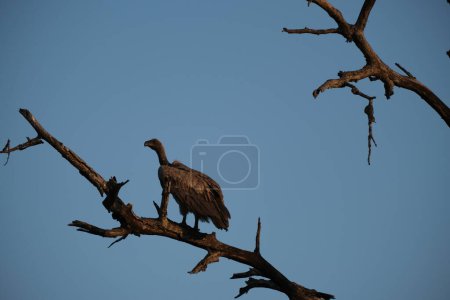 Vulture sitting on a branch with blue sky