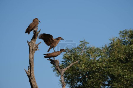 Drei Hammervögel kurz vor der Paarung