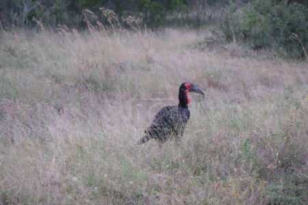 southern ground hornbill in grassland