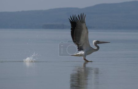 White pelican in flight on the water, wings spread, with splash of water where the bird touched the water