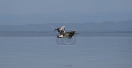 White pelican in flight above the water,