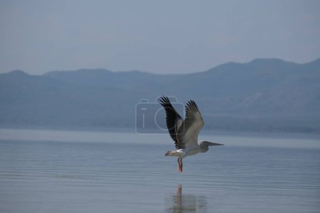 White pelican in flight on the water, wings spread