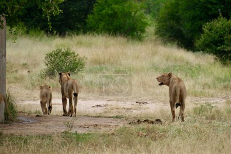 Téléchargez les photos : Lionne avec la bouche ouverte souriant à 2 autres lions d'un qui est un ourson à côté d'un trou d'eau dans l'herbe - en image libre de droit