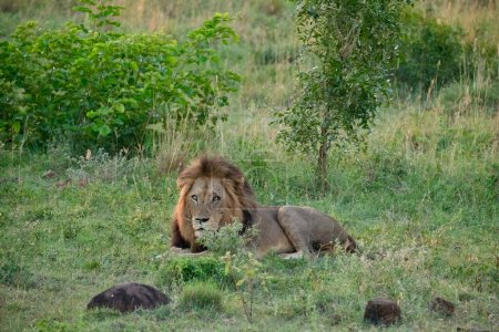 Téléchargez les photos : Lion avec crinières allongées dans l'herbe se détendre tôt le matin., arbres en arrière-plan - en image libre de droit