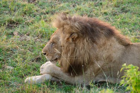 male lion with manes chilling with paw over the other paw smiling