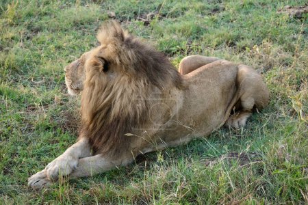 Téléchargez les photos : Corps entier gros lion mâle avec de grandes crinières relaxantes dans l'herbe avec ses pattes croisées - en image libre de droit