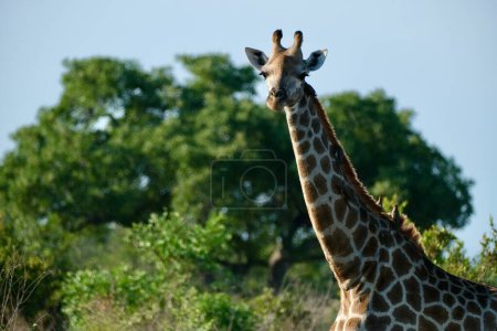 Fabulosa jirafa con largas pestañas mirando cerca de la cámara, árboles y cielo azul en el fondo